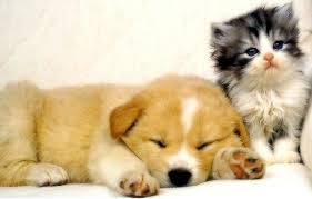 mutuelle animaux